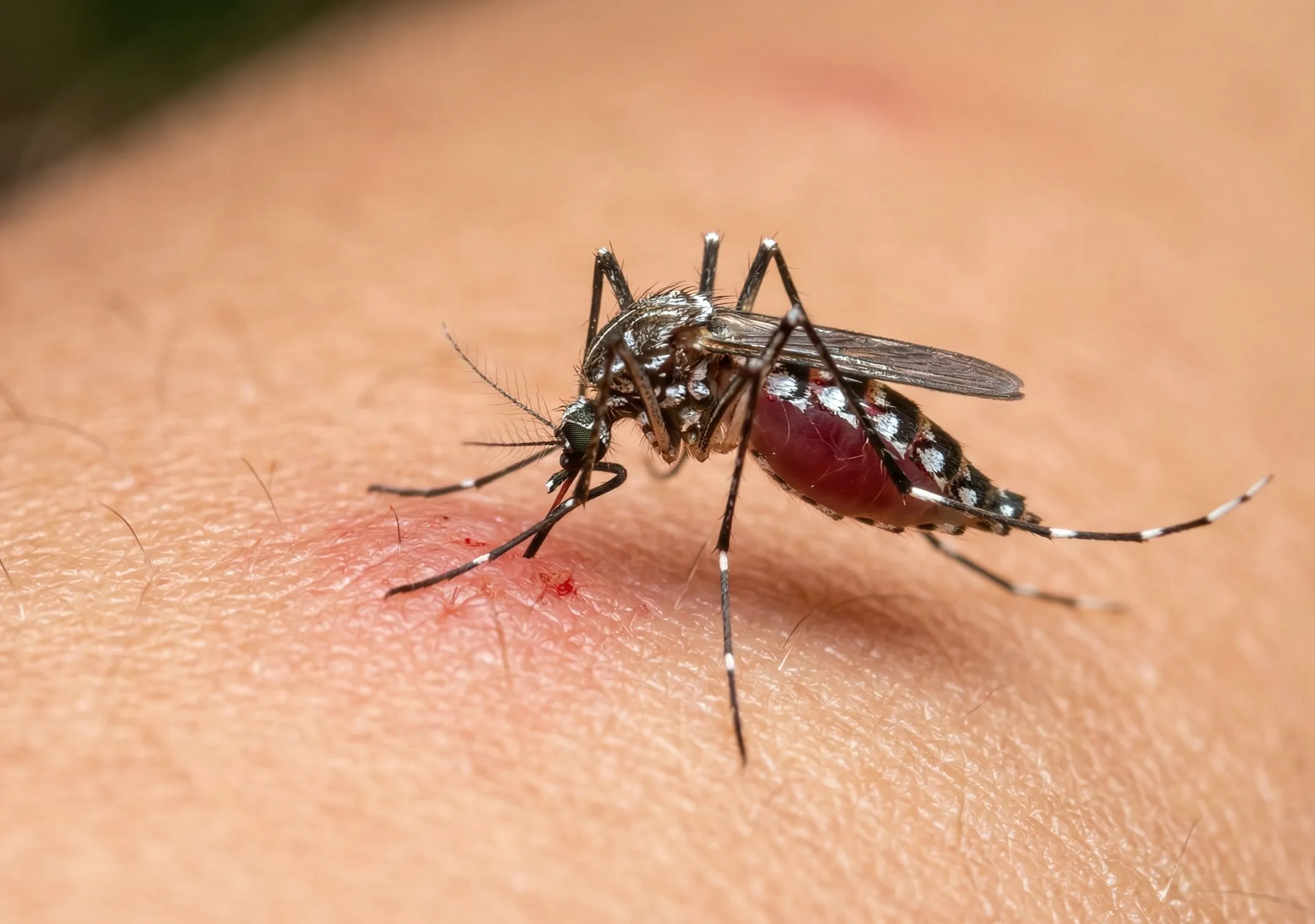 Dengue mosquito visual